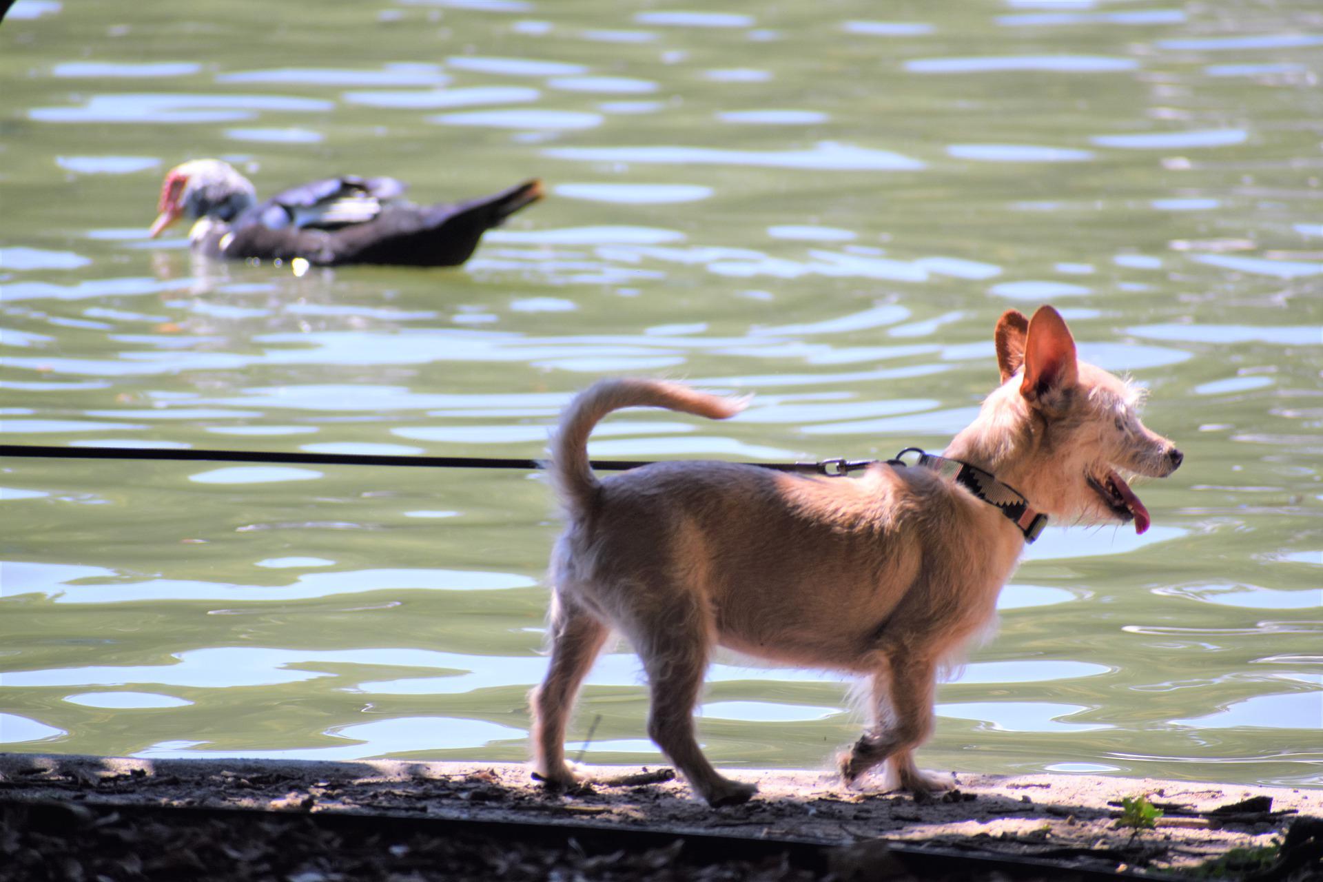Hunde.Bild 1.Hund an der Leine.jpg Leider haben wir keinen Alternativtext zu diesem Bild, aber wir arbeiten daran.