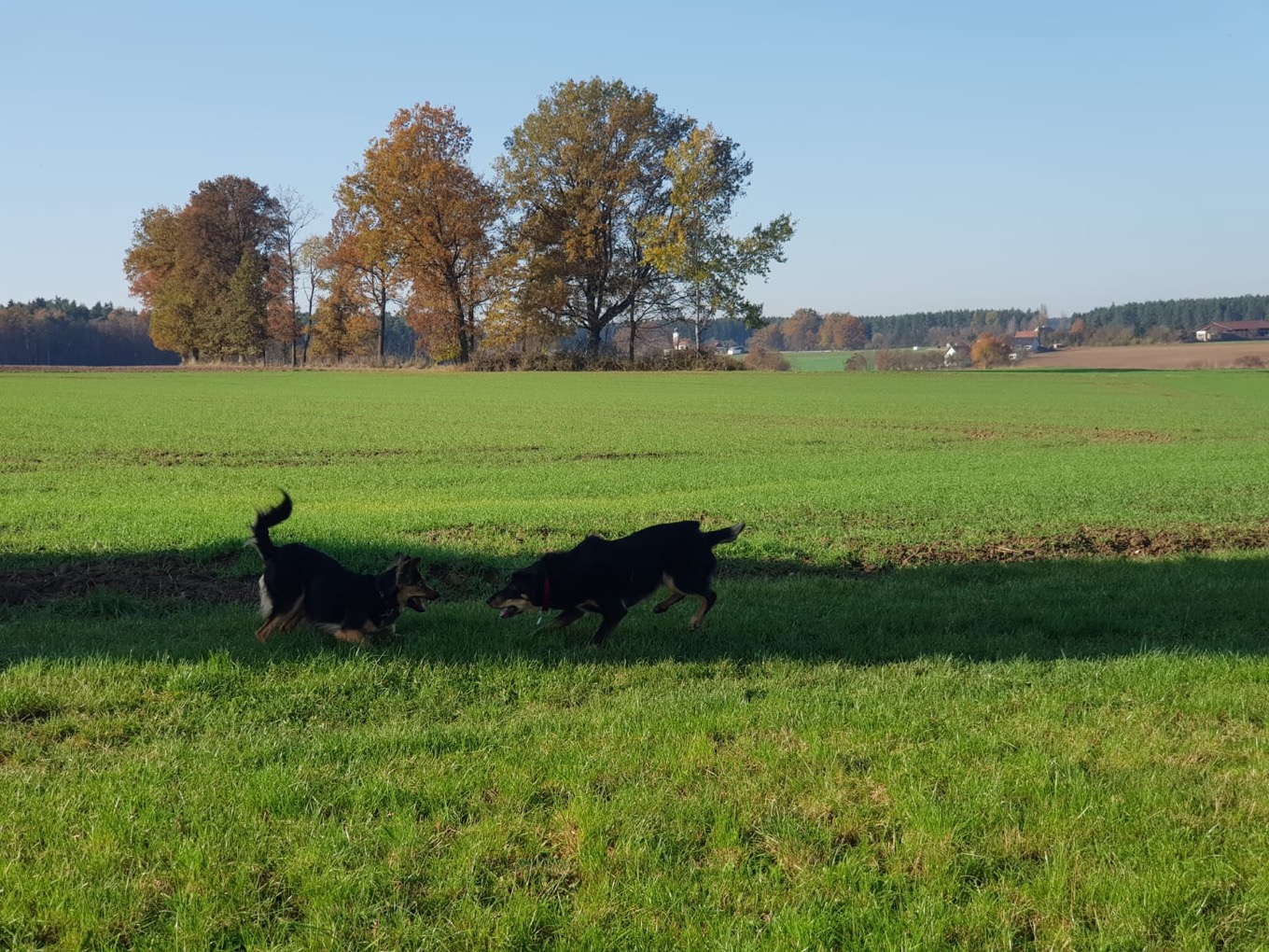 Hunde.Bild 2.Hunde greifen an.png Leider haben wir keinen Alternativtext zu diesem Bild, aber wir arbeiten daran.