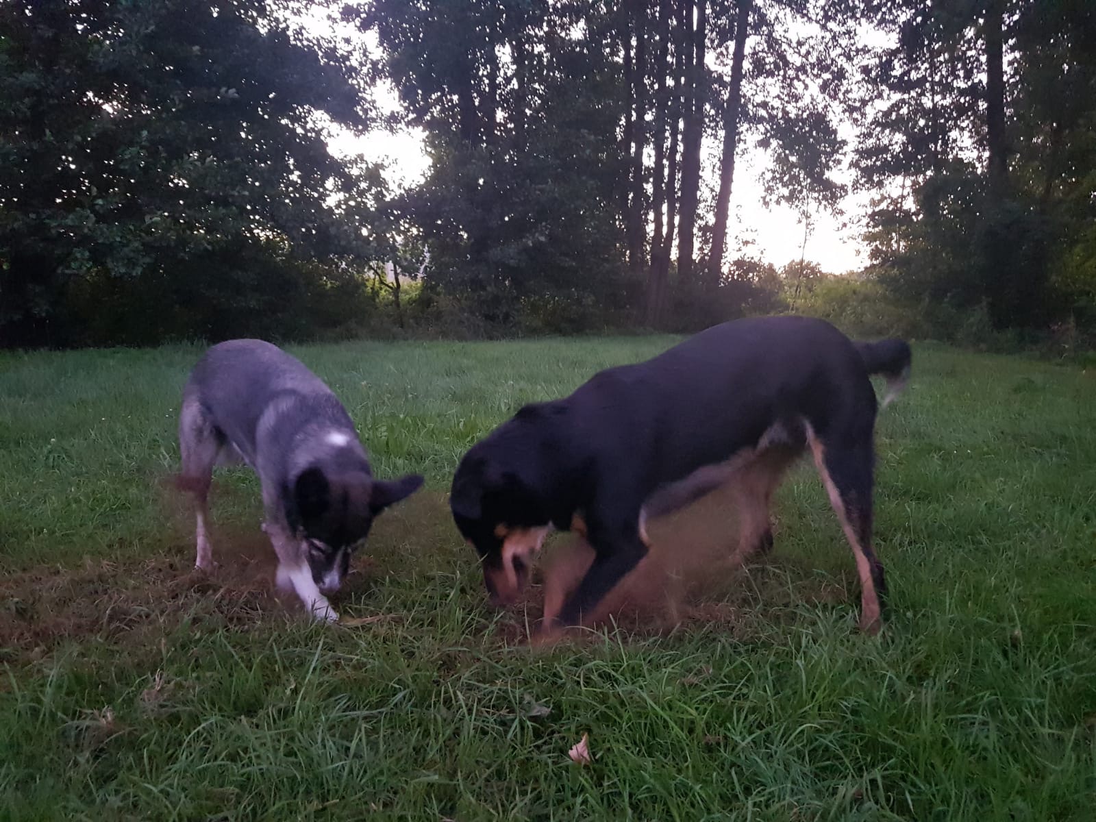 Hunde.Bild 3.Hunde buddeln.png Leider haben wir keinen Alternativtext zu diesem Bild, aber wir arbeiten daran.