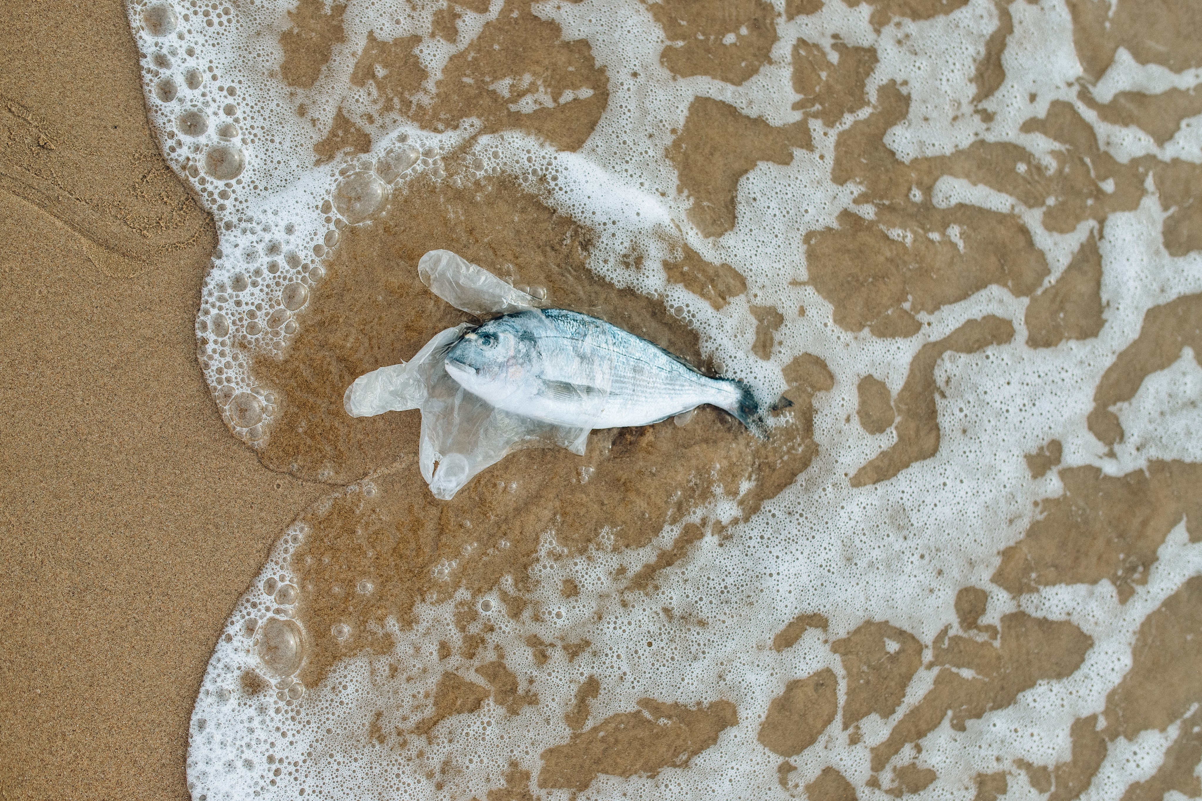 Müll.Bild 4.Fisch im Plastikhandschuh.jpg Leider haben wir keinen Alternativtext zu diesem Bild, aber wir arbeiten daran.